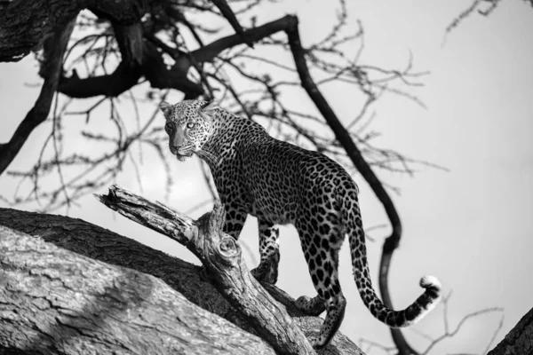 Leopardo Está Caminando Arriba Abajo Del Árbol Sus Ramas —  Fotos de Stock