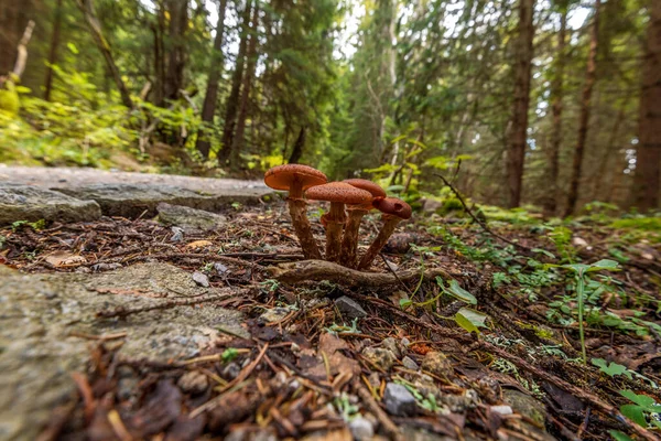 Paddenstoelen Het Bos Herfst — Stockfoto