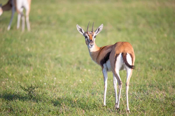 Gazelas Thomson Meio Uma Paisagem Gramada Savana Queniana — Fotografia de Stock