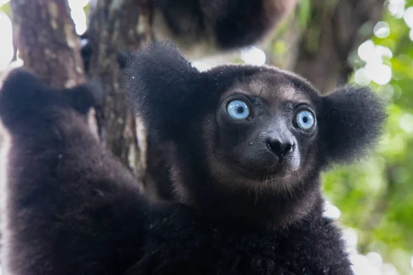 Portret Lemurów Indri Lesie Deszczowym Madagaskarze — Zdjęcie stockowe