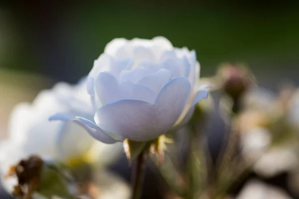 Gros Plan Macro Photo Une Rose Blanche Sauvage Fleurs Coucher — Photo