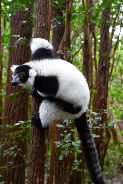 Jeden Černobílý Lemur Sedí Větvi Stromu — Stock fotografie