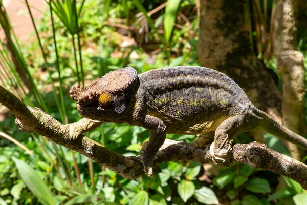 Один Барвистий Хамелеон Гілці Національного Парку Острові Мадагаскар — стокове фото