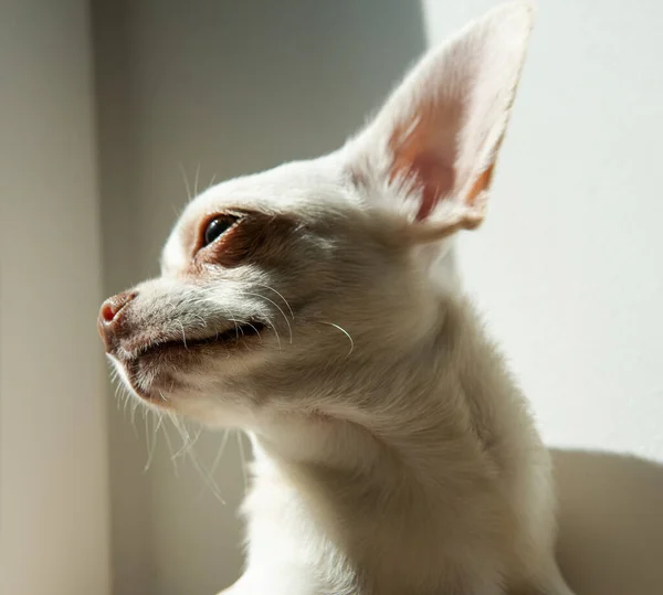 Cuidado Perros Pequeños Chihuahua Cachorro Desarrollo Cuidado —  Fotos de Stock