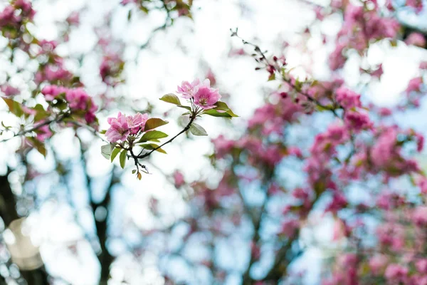 Pink Blossoms Branches Spring Turquoise Sky — 图库照片