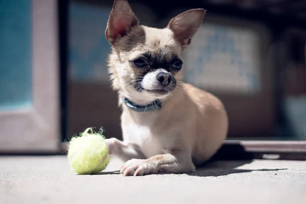 Chihuahua Hrát Malým Tenisovým Míčkem — Stock fotografie