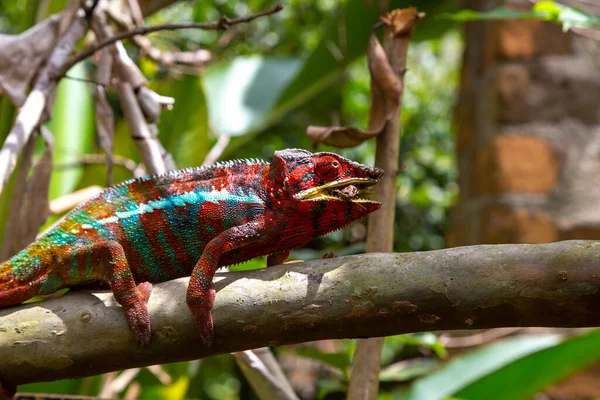 Camaleão Colorido Uma Filial Parque Nacional Ilha Madagascar — Fotografia de Stock