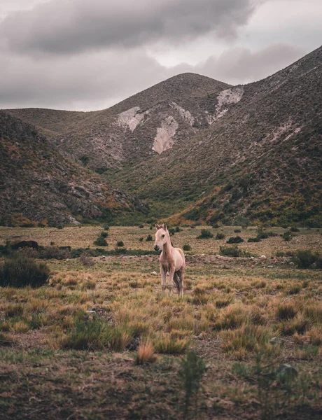 Bela Paisagem Com Cavalo Selvagem Nas Montanhas — Fotografia de Stock