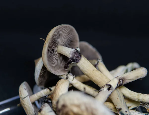 Investigación Científica Sobre Los Efectos Los Hongos Psilocibina Cuerpo Humano —  Fotos de Stock