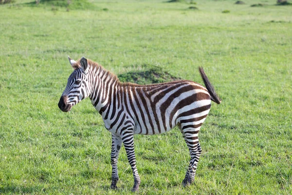 Uma Pequena Zebra Savana Quênia — Fotografia de Stock