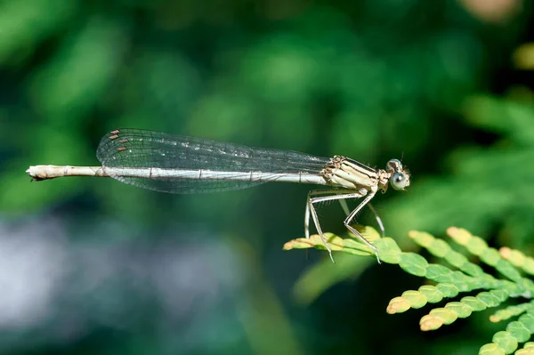 Libellula Verde Seduta Ramo Abete Mezzogiorno — Foto Stock