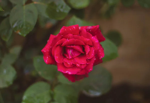 Beautiful Red Rose Garden — Stock Photo, Image