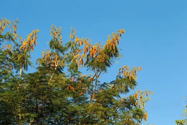 Jedno Drzewo Pomarańczowymi Kwiatami Niebieskim Niebem Tle — Zdjęcie stockowe