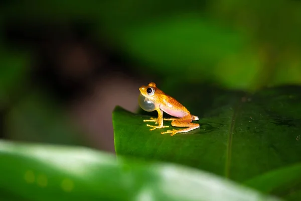 马达加斯加绿叶上的一只橙色小青蛙 — 图库照片