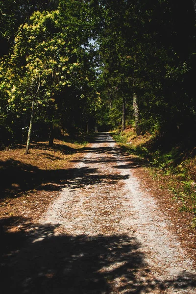 Straße Wald — Stockfoto