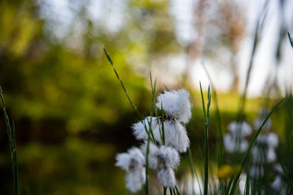 Herbe Fleurissant Près Étang Eau Fleur Blanche Lumière Duveteuse Dans — Photo