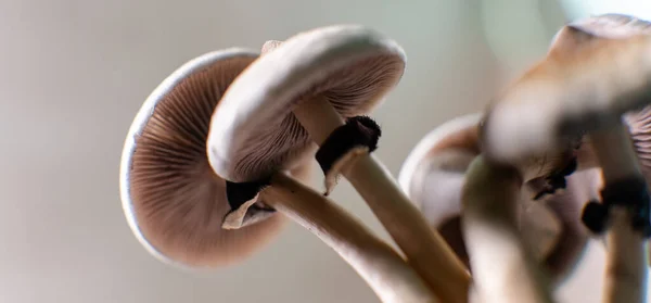 Professionele Teelt Van Psilocybine Champignons Amerika Wetenschappelijke Studies Van Effecten — Stockfoto