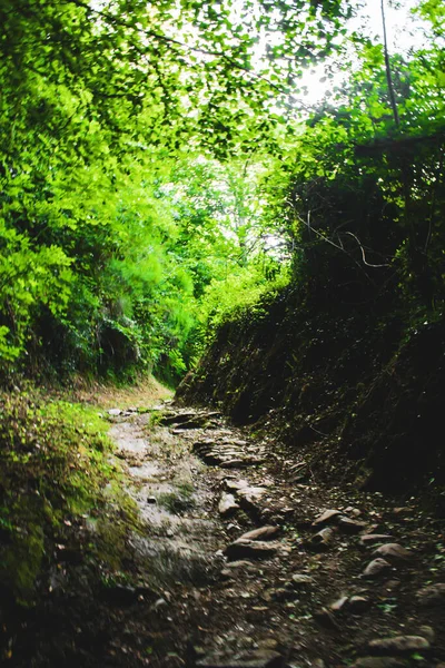 Forêt Verte Dans Les Bois — Photo