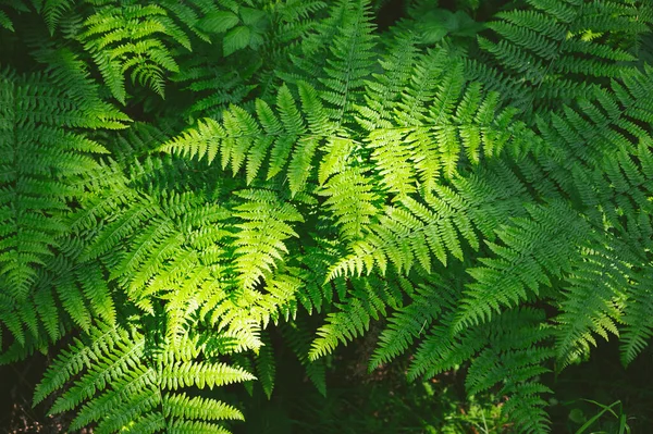 Foglie Felce Verde Nel Bosco — Foto Stock