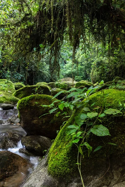 Hermoso Río Selva Atlántica Con Agua Corriendo Sobre Paisaje Verde —  Fotos de Stock
