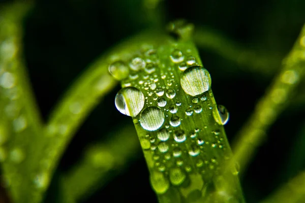 Folha Verde Com Gotas Orvalho — Fotografia de Stock