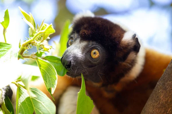 Lémur Sifaka Que Puesto Cómodo Copa Del Árbol — Foto de Stock