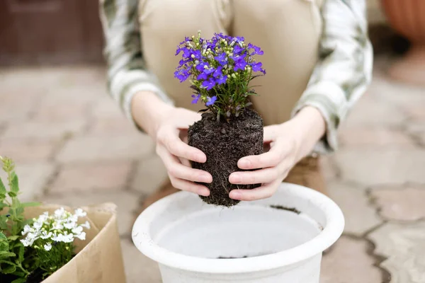 庭に花を植える女性の手 — ストック写真