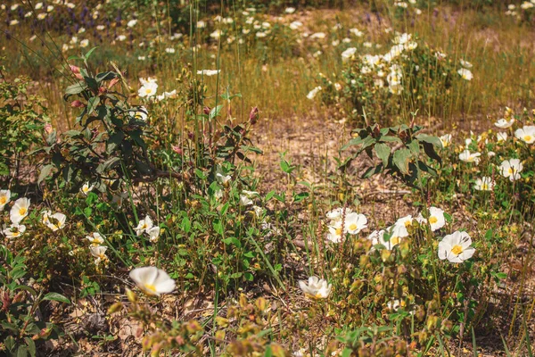 Eine Vertikale Aufnahme Der Frühlingsblumen Auf Einem Feld — Stockfoto