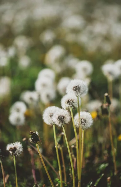 Schöne Weiße Blumen Auf Dem Feld — Stockfoto