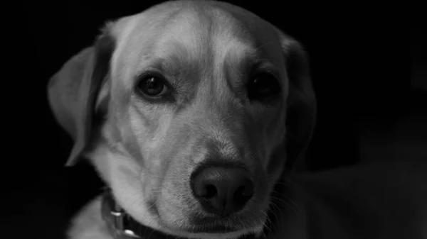 Retrato Cão Bonito — Fotografia de Stock