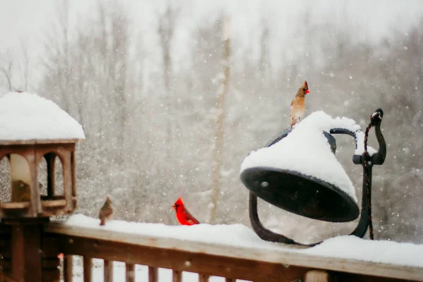 Красивий Зимовий Ліс Снігом Птахами Фоні Природи — стокове фото