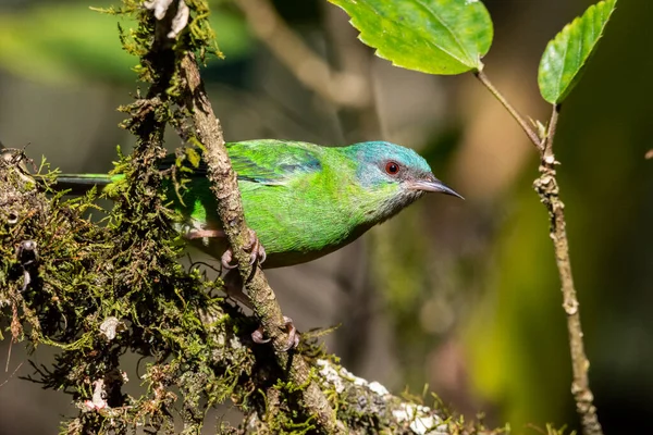 Beautiful green bird in Atlantic Rainforest vegetation, Serrinha do Alambari Ecological Reserve, Rio de Janeiro, Brazil