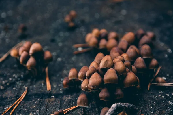 Kleine Paddenstoelen Uit Een Boomtak — Stockfoto