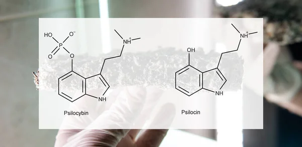 Psilosibin Psilosinin Insanların Psikolojik Fiziksel Sağlığı Üzerindeki Tıbbi Etkileri Psilosibin — Stok fotoğraf
