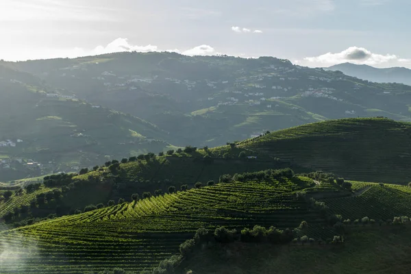 Beautiful Landscape Green Vineyards Mountains — Stock Fotó