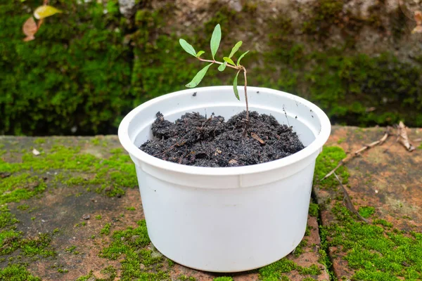 Jovem Planta Romã Recipiente Reciclagem Fot Estoque — Fotografia de Stock