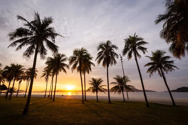 야자나무가 해변에서 노랗게 그을린 태양을 바라보는 아름다운 브라질 리오데자네이로의 아초두 — 스톡 사진