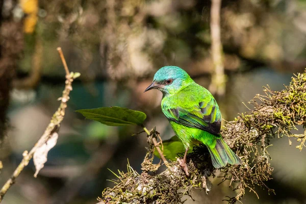 Krásný Zelený Pták Atlantském Pralesním Porostu Serrinha Alambari Ecological Reserve — Stock fotografie