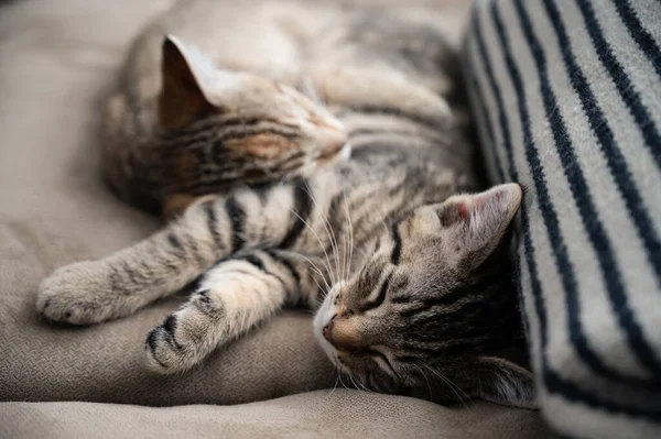 Gato Bonito Deitado Sofá — Fotografia de Stock