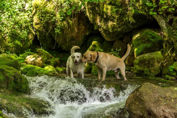 Golden Retriever Wasser Sommertagen — Stockfoto