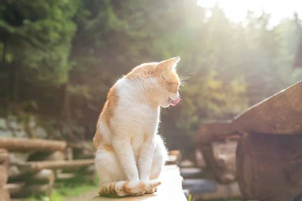 Rote Katze Liegt Und Ruht Herbst Auf Einer Holzbank Garten — Stockfoto