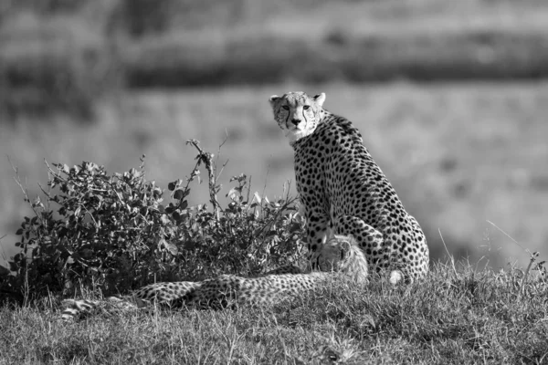 Cheetah Mother Two Children Kenyan Savannah — Stock Photo, Image