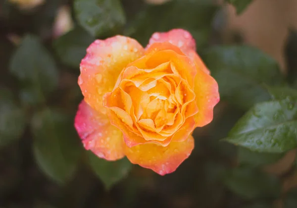 Beautiful Rose Flower Garden — Stock Photo, Image