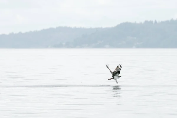 Osprey Voando Muito Perto Água Seattle Washington — Fotografia de Stock