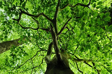 Ormanda yeşil yapraklar