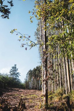 Ormanın güzel manzarası