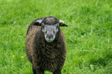 Herdwick Lamb yaz gününün sıcağında uzanmış kameraya bakıyor.