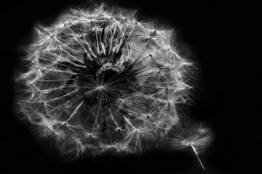 Siyah arkaplanda karahindiba çiçeği