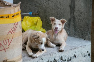 Şehirde köpek var.