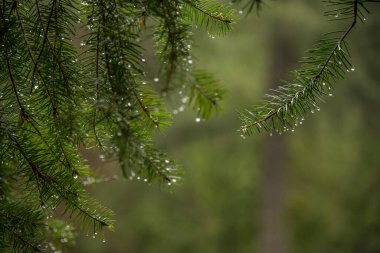 Spruce Tips 'te Yağmur Damlaları, Vancouver, British Columbia, Kanada